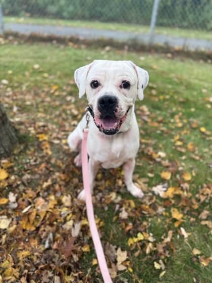 Chance - Boxer/Mix available for adoption