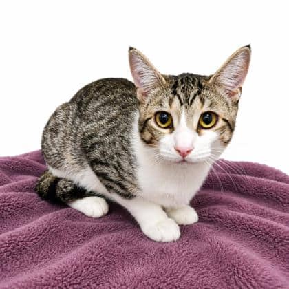 Bea - Domestic Shorthair/Mix available for adoption