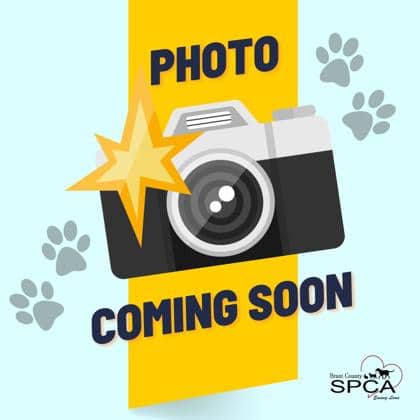 Strudel - Domestic Shorthair/Mix available for adoption