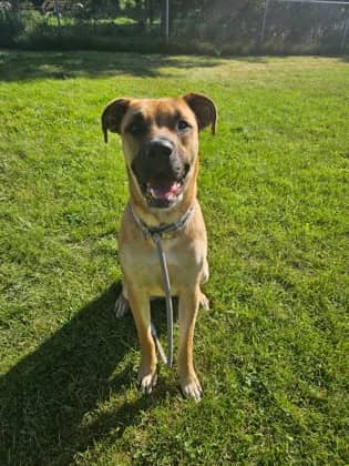 Sadie (Cheyenne) - Retriever, Labrador/Mix available for adoption at Brant County SPCA in Brantford