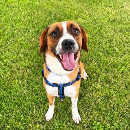Oliver - Beagle/Mix available for adoption at Brant County SPCA in Brantford