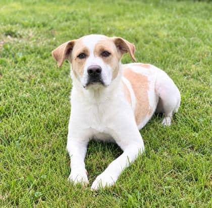Peach - Chinese Shar-Pei/Mix available for adoption