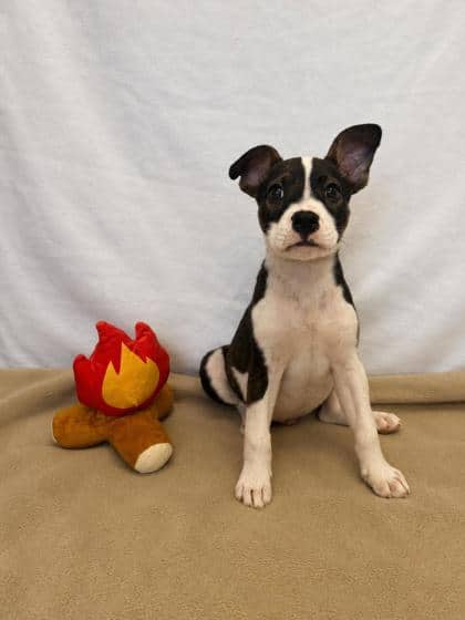 Jack - Mixed Breed available for adoption