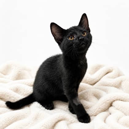 Strudel - Domestic Shorthair/Mix available for adoption