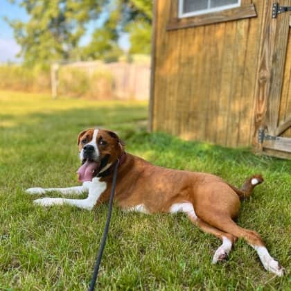 Tyson - Boxer/Mix available for adoption at Brant County SPCA in Brantford
