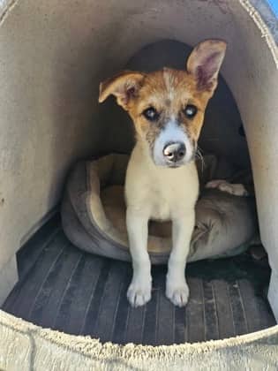 Coraline - Siberian Husky/Mix available for adoption at Brant County SPCA in Brantford