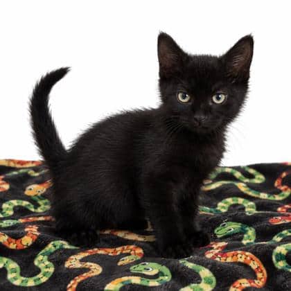 Snake - Domestic Shorthair/Mix cat available for adoption at Brant County SPCA in Brantford