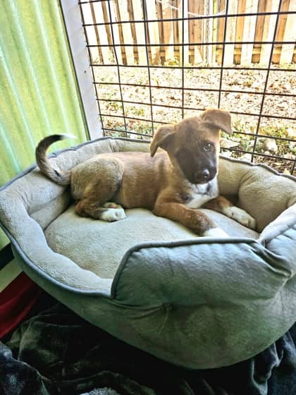 Wybie - Siberian Husky/Mix available for adoption
