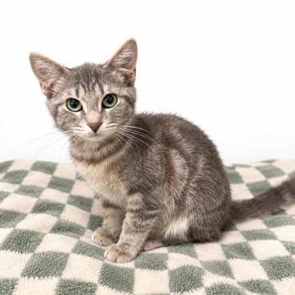 Junie - Domestic Shorthair/Mix available for adoption