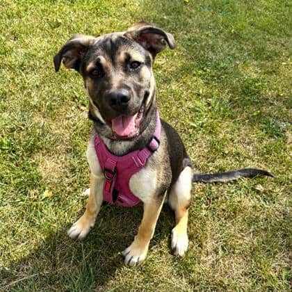 Freya - German Shepherd/Rottweiler available for adoption