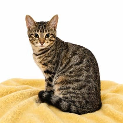 Dorothy - Domestic Shorthair/Mix available for adoption