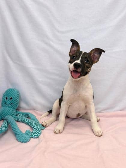 Jill - Mixed Breed available for adoption at Brant County SPCA in Brantford