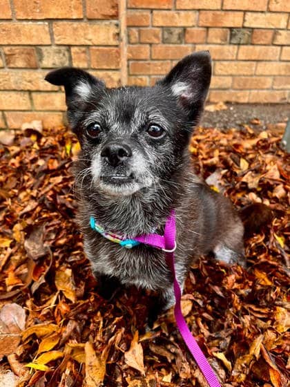 Little Susie - Chihuahua, Short Coat/Mix available for adoption at Brant County SPCA in Brantford
