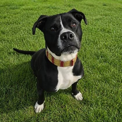 Ozzy - Bulldog, American/Mix available for adoption at Brant County SPCA in Brantford