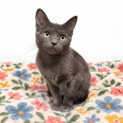 Joanie - Domestic Shorthair/Mix cat available for adoption at Brant County SPCA in Brantford