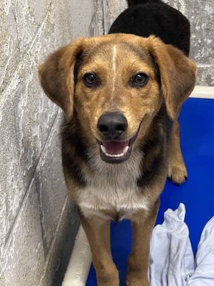 Titus - Beagle/Mix available for adoption at Brant County SPCA in Brantford