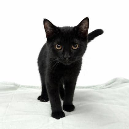 Rabbit - Domestic Shorthair/Mix cat available for adoption at Brant County SPCA in Brantford