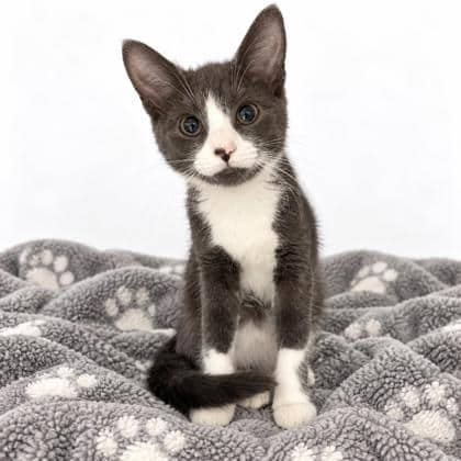 Jerry - Domestic Shorthair/Mix cat available for adoption at Brant County SPCA in Brantford