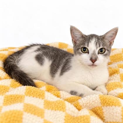 Pip - Domestic Shorthair/Mix available for adoption