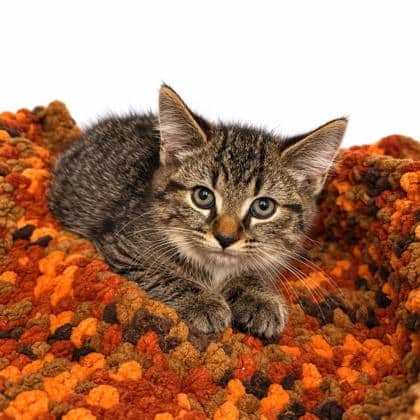 Thomas - Domestic Shorthair/Mix cat available for adoption at Brant County SPCA in Brantford