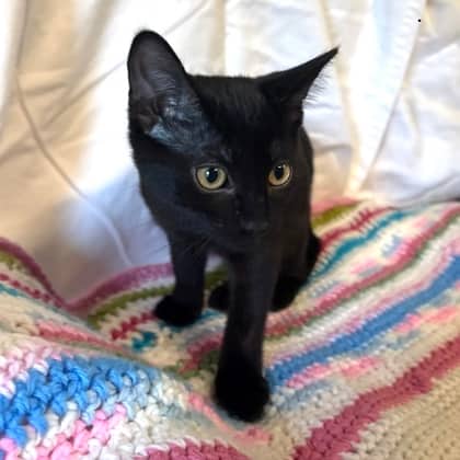 Cantaloupe - Domestic Shorthair/Mix available for adoption