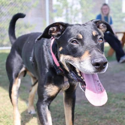 Ash - Large Mixed Breed available for adoption at Calgary Humane Society in Calgary
