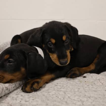 Ginger - Doberman Pinscher/Bernese Mountain Dog available for adoption at Calgary Humane Society in Calgary