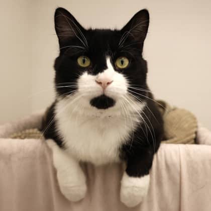 Leon - Domestic Medium Hair/Mix cat available for adoption
