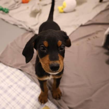 Clove - Doberman Pinscher/Bernese Mountain Dog available for adoption