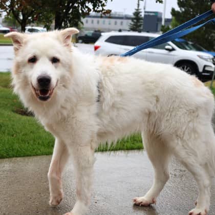 Marlo - Great Pyrenees/Mix available for adoption at Calgary Humane Society in Calgary