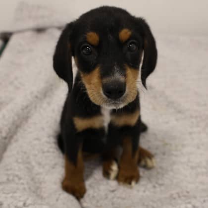 Basil - Doberman Pinscher/Bernese Mountain Dog available for adoption
