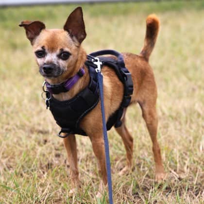 Fabian - Short Coat Chihuahua/Mix available for adoption at Calgary Humane Society in Calgary