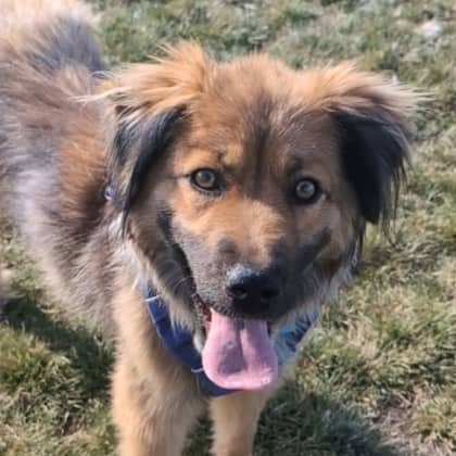 Paddington - Shepherd/Mix available for adoption at Calgary Humane Society in Calgary