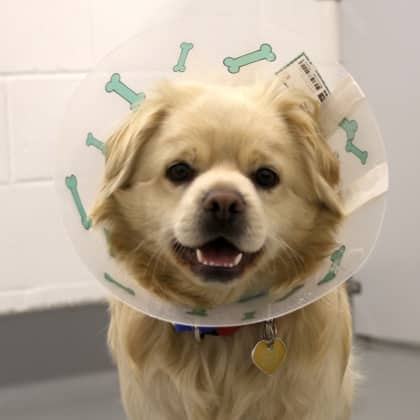 Kulat - Pomeranian/Mix available for adoption at Calgary Humane Society in Calgary