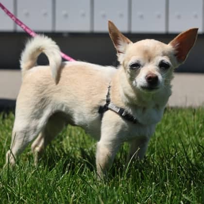 Mable - Short Coat Chihuahua/Mix available for adoption at Calgary Humane Society in Calgary