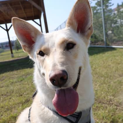 Jake - Large Mixed Breed available for adoption at Calgary Humane Society in Calgary