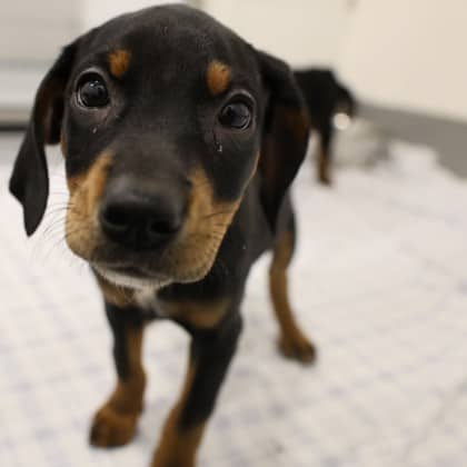 Chai - Doberman Pinscher/Bernese Mountain Dog available for adoption at Calgary Humane Society in Calgary