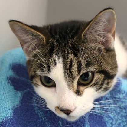 Fen - Domestic Shorthair/Mix cat available for adoption