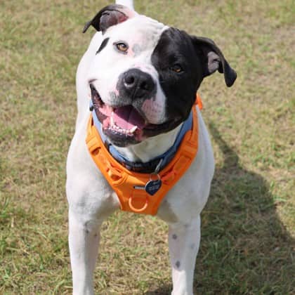Ghost - Large Mixed Breed available for adoption at Calgary Humane Society in Calgary