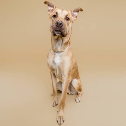Diesel - Large Mixed Breed available for adoption at Calgary Humane Society in Calgary