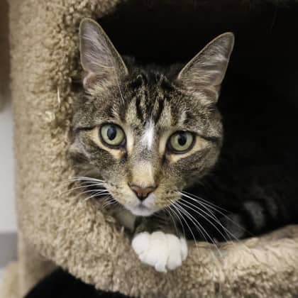 Maverick - Domestic Shorthair/Mix cat available for adoption