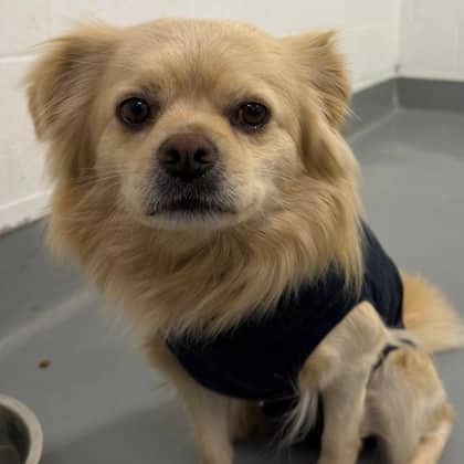 Naru - Pomeranian/Mix available for adoption at Calgary Humane Society in Calgary