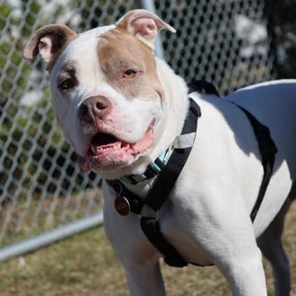 Chop - American Pit Bull Terrier/Mix available for adoption