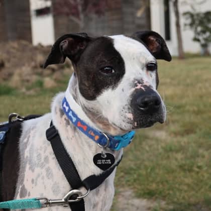 Mia - Medium Mixed Breed available for adoption