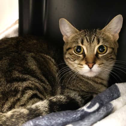 Coco - Domestic Shorthair cat available for adoption