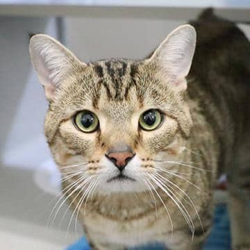 Ceyx - Domestic Shorthair/Mix cat available for adoption