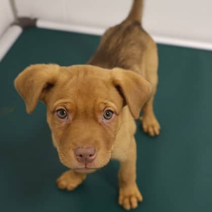 Leo - Pit Bull Terrier/Mix available for adoption