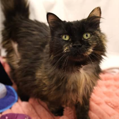 Fluff - Domestic Medium Hair/Mix cat cat available for adoption at Calgary Humane Society in Calgary