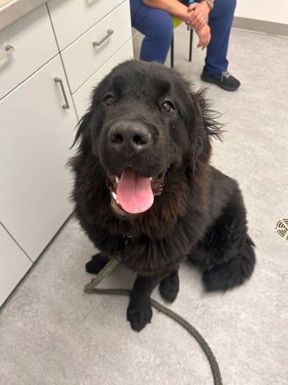 Max - Newfoundland/Mix available for adoption at Calgary Humane Society in Calgary