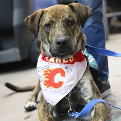 Benny - Large Mixed Breed available for adoption
